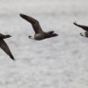 Three Brent geese in synchronized flight over a serene body of water.