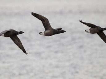 Three Brent geese in synchronized flight over a serene body of water.