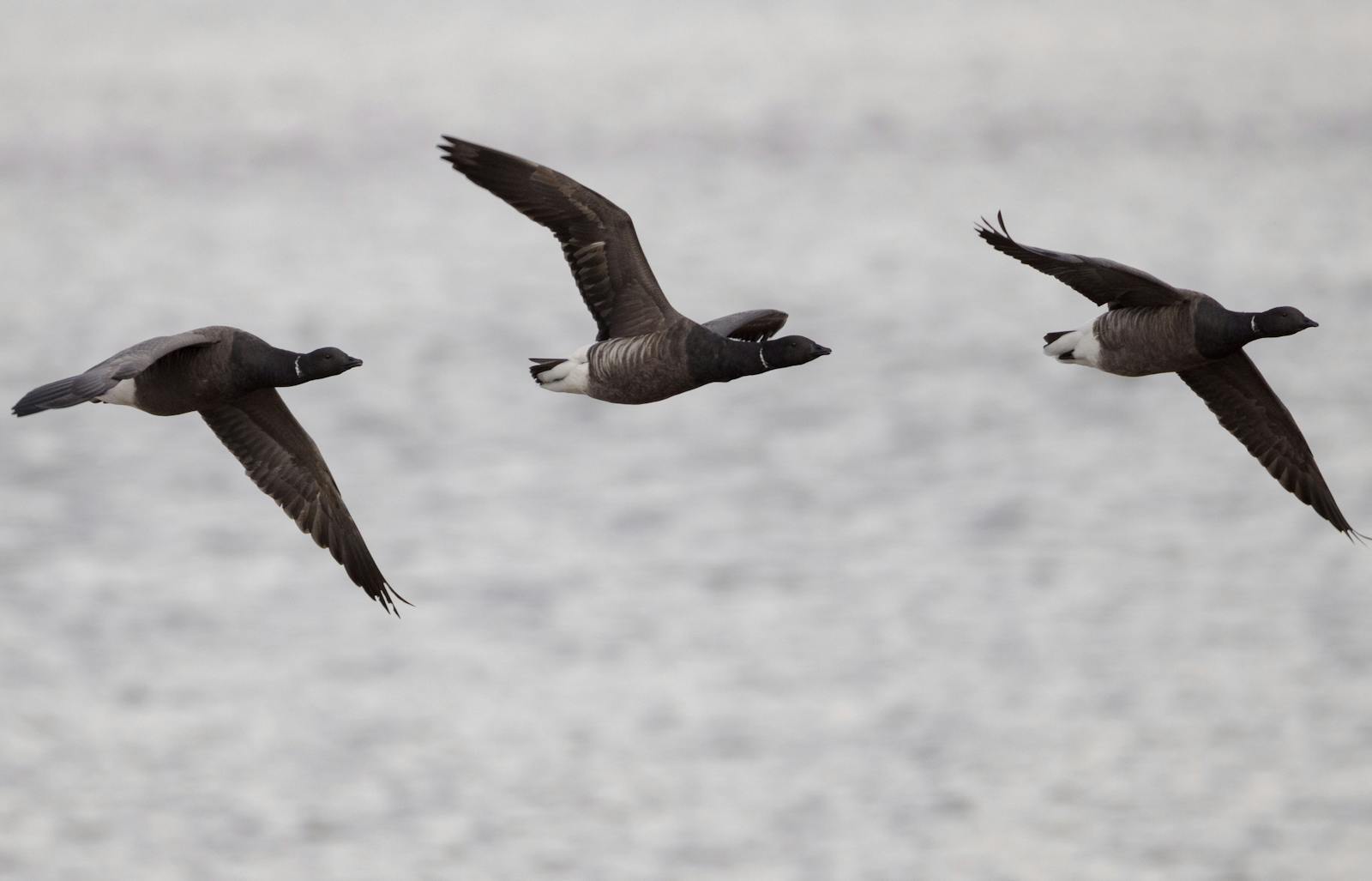 Three Brent geese in synchronized flight over a serene body of water.