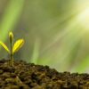 investment, concept, business, finance, growth, plant, money, wealth, grow, green, coin, success, tree, financial, cash, currency, profit, leaf, growing, nature, banking, economy, bank, investment, business, business, growth, growth, growth, growth, growth, plant, plant, money, money, grow, success, success, success, tree
