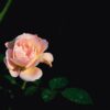 Close-up of a blooming pink rose with dew drops against a dark background.