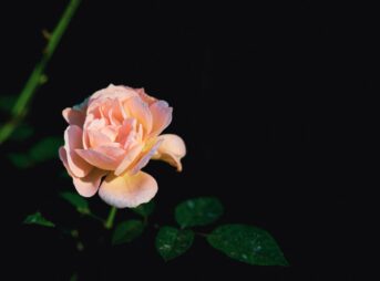 Close-up of a blooming pink rose with dew drops against a dark background.