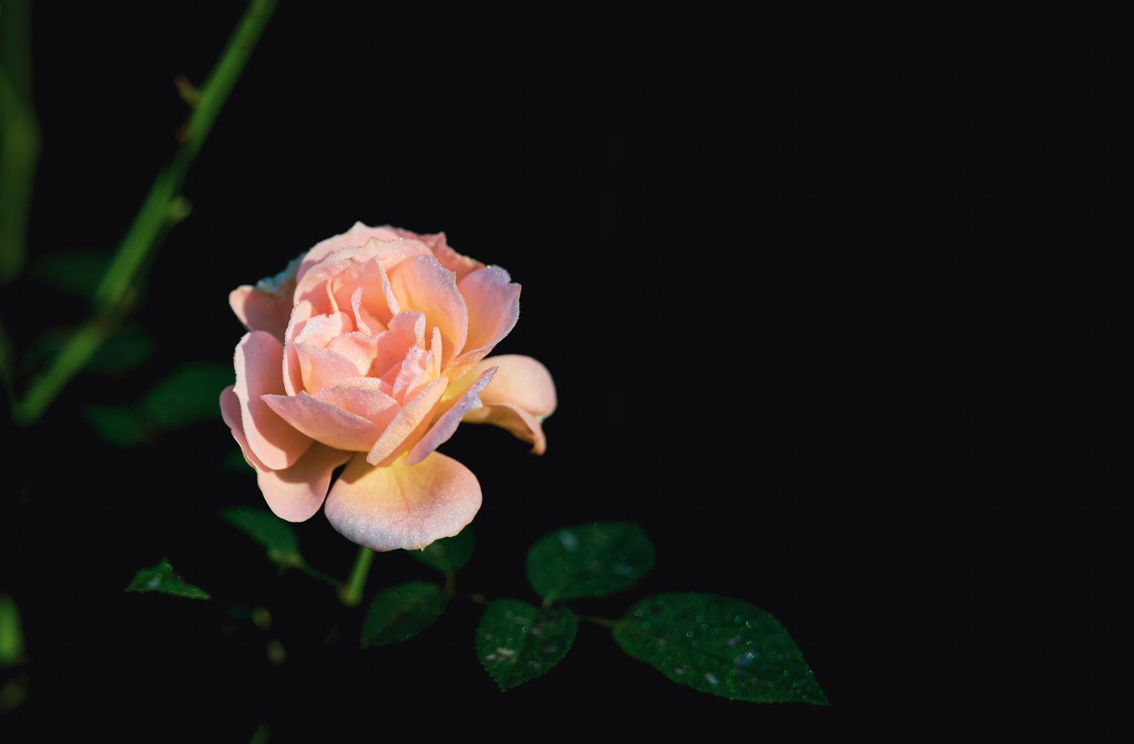 Close-up of a blooming pink rose with dew drops against a dark background.