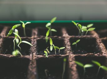 selective focus photo of plant spouts